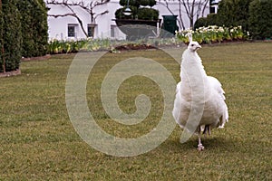 A ringed white peacock on grass with white flowers and a white b