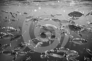 Ringel bream under water, under water photography of ocean fish in Croatia, fish swarm close up photo, amazing blue ocean with