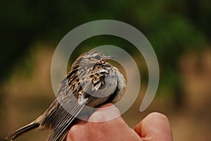 Ringing of wild birds for ornithological control