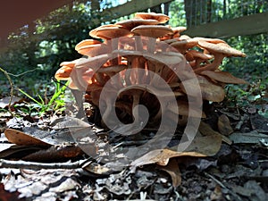Ringless Honey Mushrooms