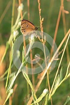 Ringlet photo