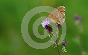 Ringlet (Aphantopus hyperantus)