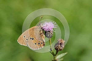 Ringlet (Aphantopus hyperantus).