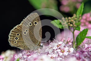 Ringlet (Aphantopus hyperantus)