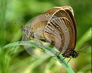 Ringlet aphantopus hyperantus