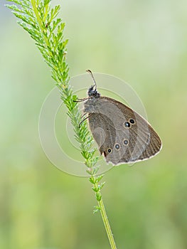Ringlet Aphantopus hyperantus