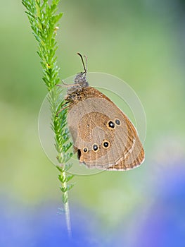Ringlet Aphantopus hyperantus