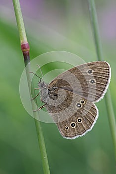 Ringlet Aphantopus hyperantus is a butterfly in the family Nymphalidae
