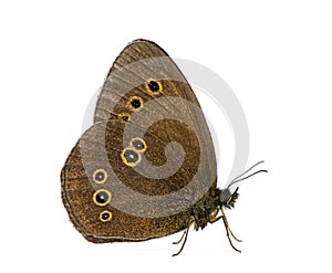 Ringlet, Aphantopus hyperantus in front of a white background photo