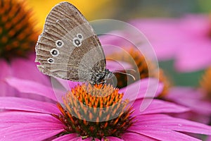 Ringlet, Aphantopus hyperantus