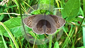 Ringlet Aphantopus hyperantus