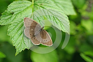 Ringlet (Aphantopus hyperantus).