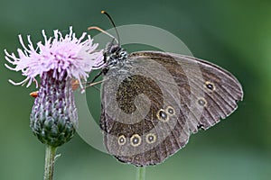 Ringlet buttefly