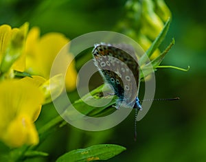 Ringlet Butterfly