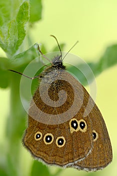 Ringlet Butterfly