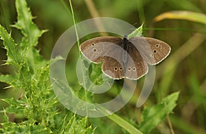 Ringlet butterfly