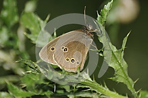 Ringlet Butterfly - Aphantopus hyperantus photo