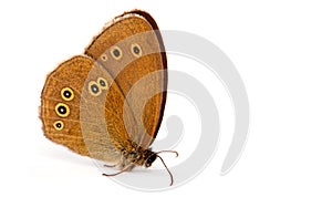 Ringlet butterfly (Aphantopus hyperantus)