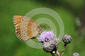 Ringlet butterfly, Aphantopus hyperantus,
