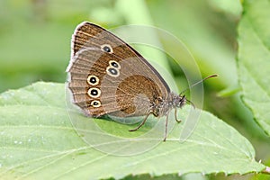 Ringlet Butterfly -Aphantopus hyperantus basking on a leaf.