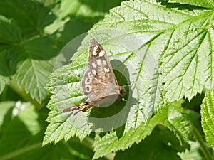 Ringlet Butterfly - Aphantopus hyperantus photo