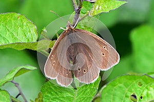 Ringlet Butterfly - Aphantopus hyperantus
