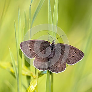 Ringlet butterfly