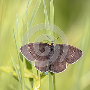 Ringlet butterfly