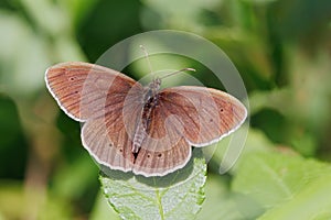 Ringlet Butterfly -Aphantopus hyperantus resting on a leaf.