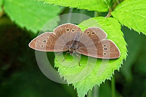 Ringlet Butterfly -Aphantopus hyperantus resting on a nettle leaf photo