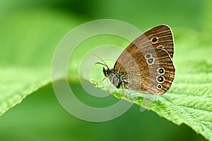 Ringlet butterfly  Aphantopus hyperantus