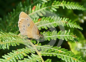 Ringlet Butterfly - Aphantopus hyperantus photo