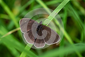 Ringlet Butterfly on a blade of grass