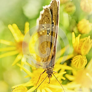 Ringlet Butterfly Feeding photo