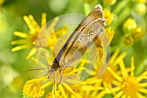 Ringlet Butterfly on Flowers photo
