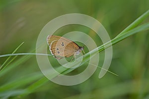 Ringlet butterfly macro close up, on a green plant