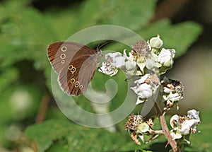 Ringlet butterfly