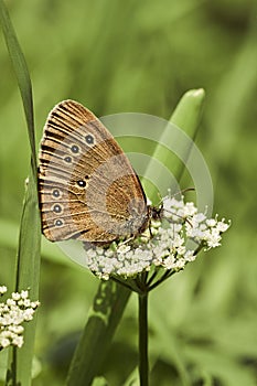 Ringlet butterfly perched on flower. Aphantopus hyperantus