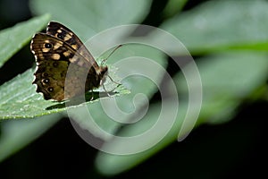 Ringlet butterfly perching on a leaf