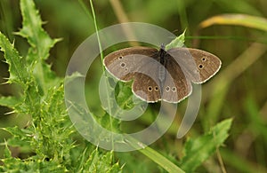 Ringlet butterfly photo
