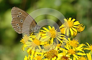 Ringlet butterfly on a ragwort flower