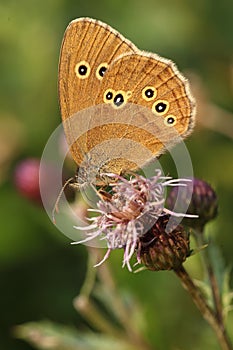 Ringlet butterfly on Thistle