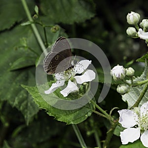 Ringlet is the only representative of its genus that belongs to the large Brushfooted Butterflies family`s subfamily, the Browns.