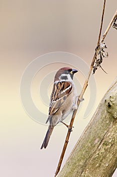 Ringmus, Eurasian Tree Sparrow, Passer montanus