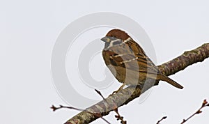 Ringmus, Eurasian Tree Sparrow, Passer montanus