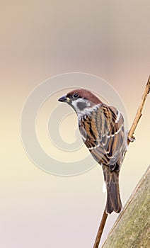 Ringmus, Eurasian Tree Sparrow, Passer montanus