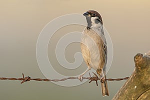 Ringmus, Eurasian Tree Sparrow, Passer montanus