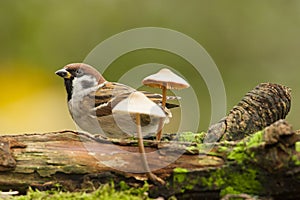 Ringmus, Eurasian Tree Sparrow, Passer montanus