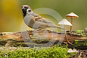 Ringmus, Eurasian Tree Sparrow, Passer montanus