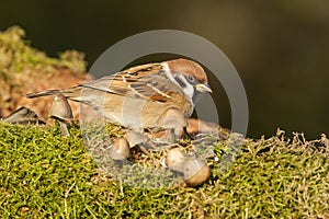 Ringmus, Eurasian Tree Sparrow, Passer montanus